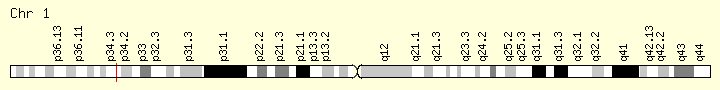 基因染色体位置图